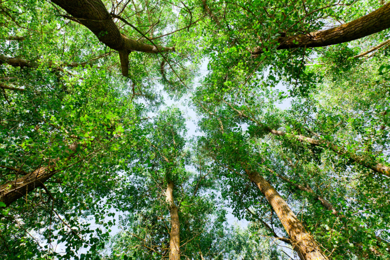 La Petite Salamandre – La revue nature pour les enfants