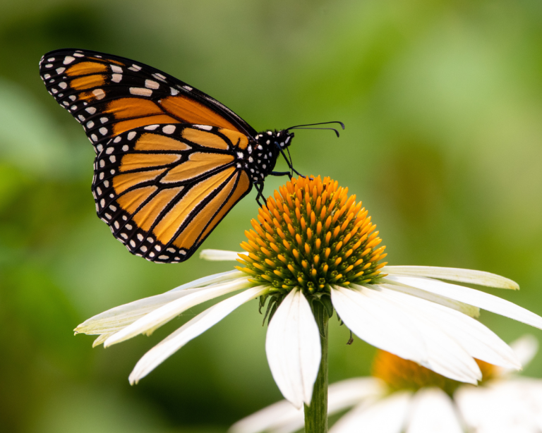 Le Papiliorama à Kerzers