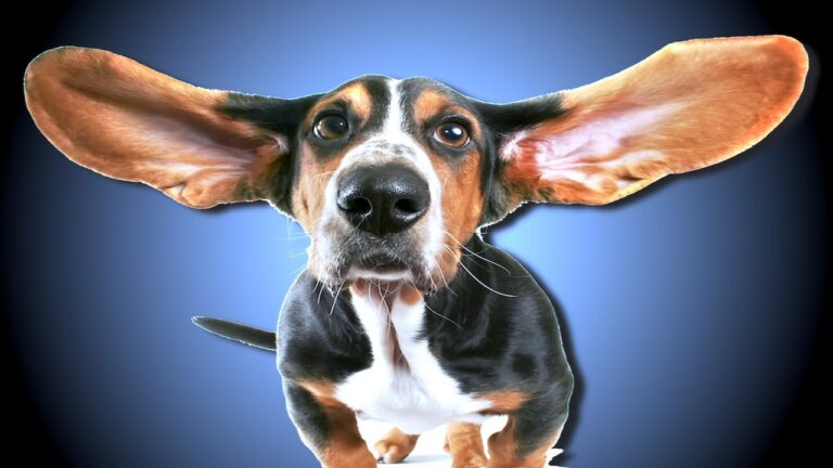 What names do dogs hear best (2)