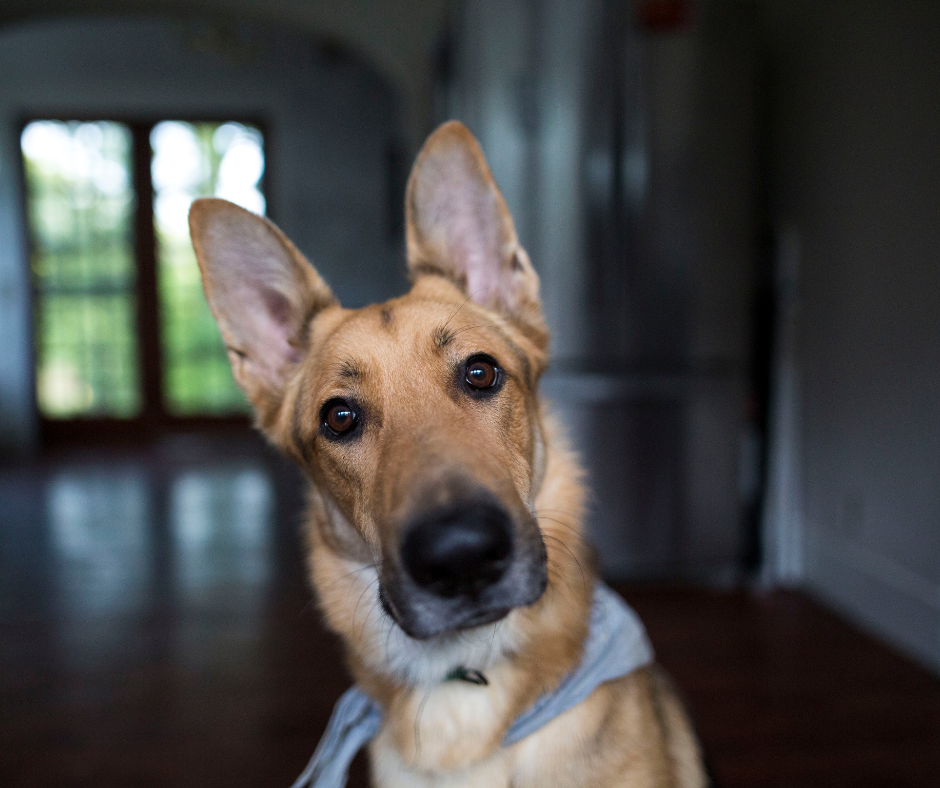 What names do dogs hear best (3)