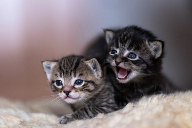 adopter deux chatons