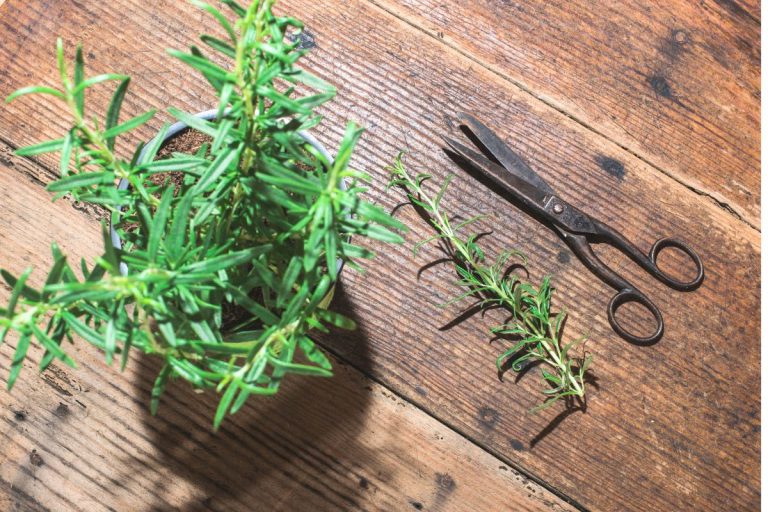 romarin dans vos placards