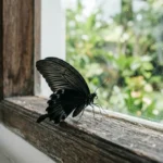 Grand papillon noir posé sur un rebord de fenêtre en bois, illustrant la symbolique du papillon dans la maison.