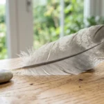 Plume élégante aux nuances grises et blanches posée sur un bois clair, illustrant la signification plume grise et blanche.